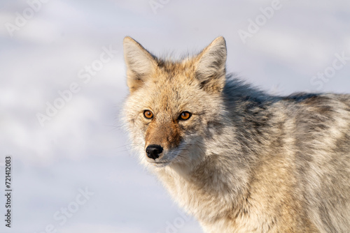 Fototapeta Naklejka Na Ścianę i Meble -  Prairie Coyote Canada