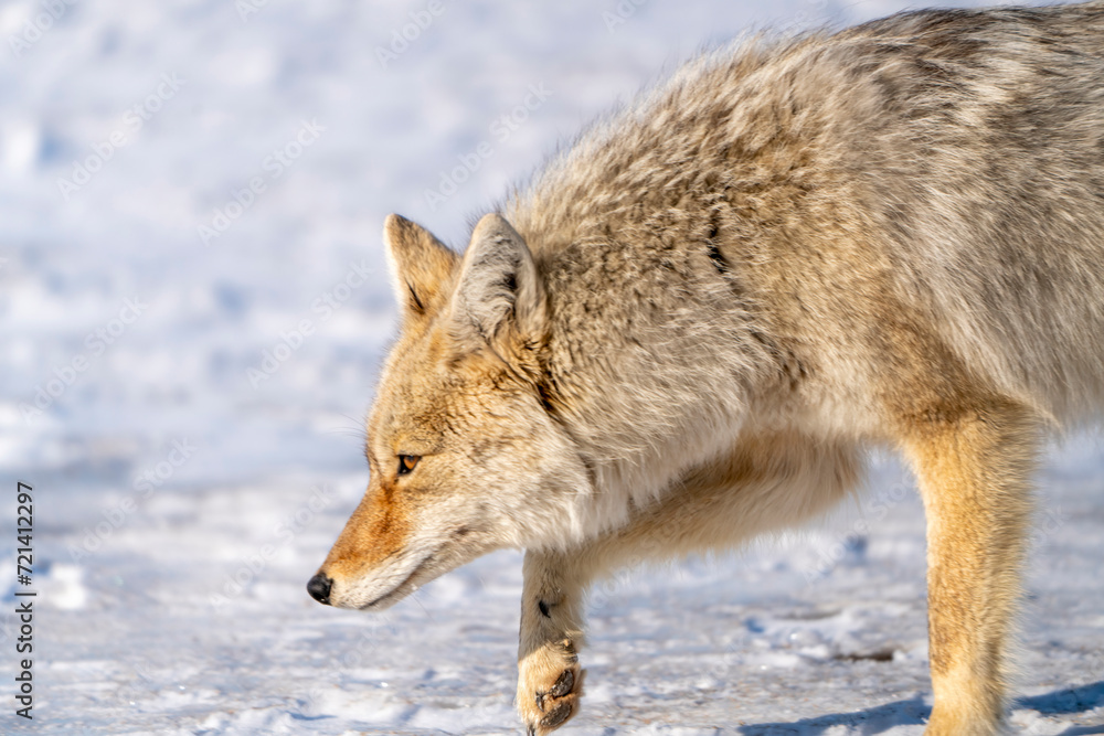 Fototapeta premium Prairie Coyote Canada