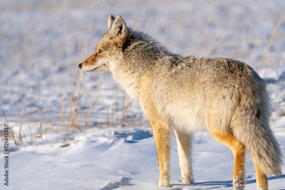 Obraz premium Prairie Coyote Canada