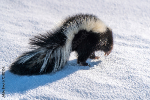 Skunk in Winter Canada