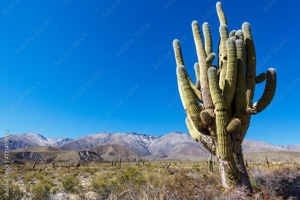 Cardon-Cactus cacti near Amaicha del Valle, Tucuman, Argentina, South America