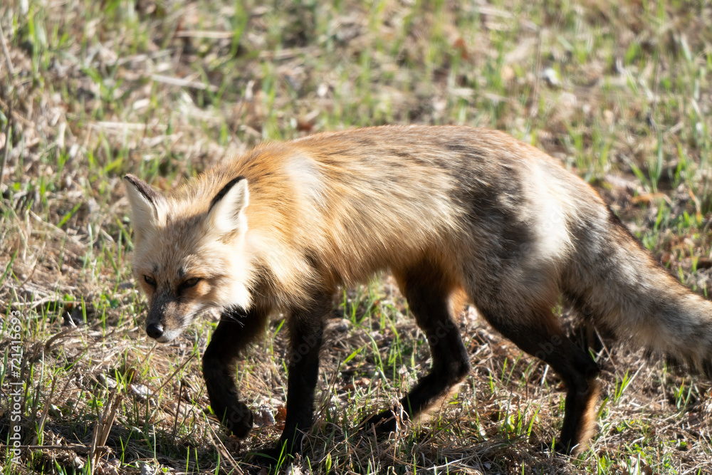 Fox Hunting Canada Fox Hunting Canada