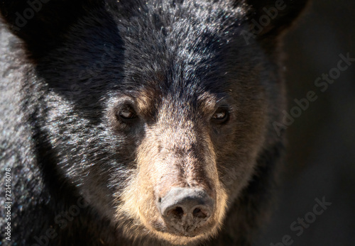 Black Bear Close Up
