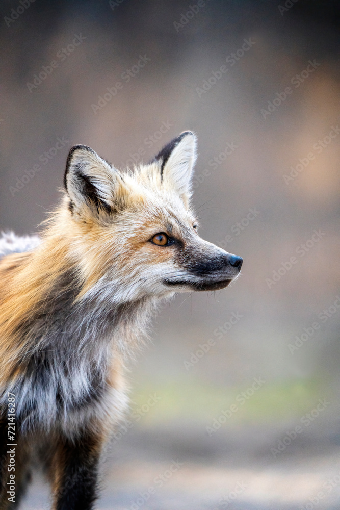 Fototapeta premium Fox Hunting Canada