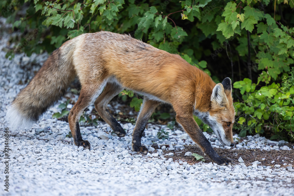 Red fox in Montana Red fox in Montana