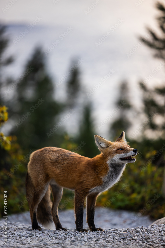 Fototapeta premium Red fox with St Mary lake in the background