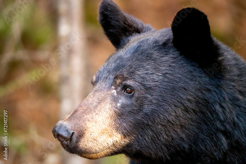 Black Bear Close Up