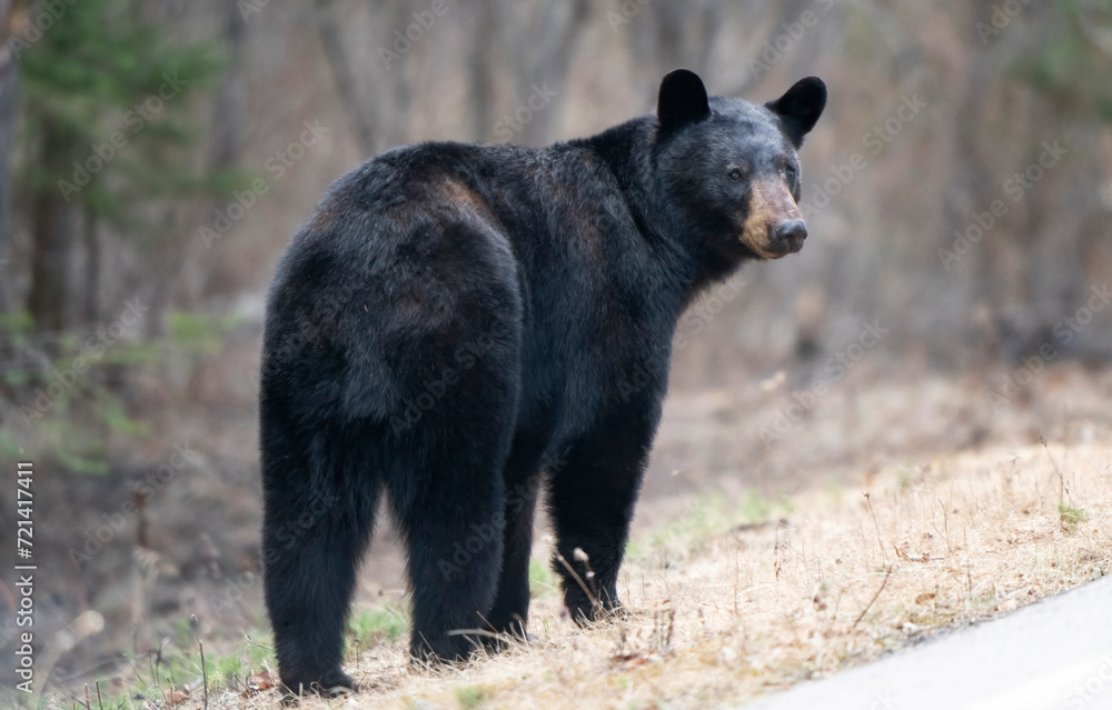 Fototapeta premium Black Bear Close Up