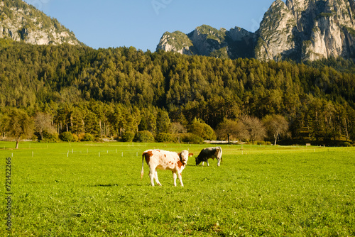 Cows grazing in the Alps