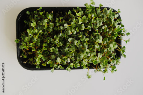 Daikon radish microgreen sprouts in a black thay photo