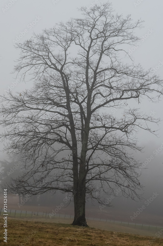 Motionless Winter Trees Enveloped in the Silent Early Morning Fog Motionless Winter Trees Enveloped in the Silent Early Morning Fog