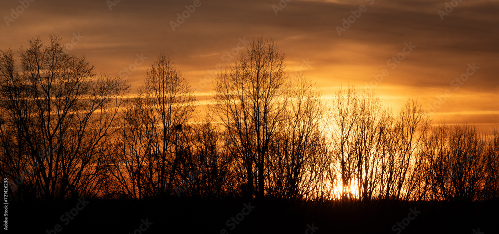 Bare Winter Trees Standing Silently as the Sun Sets Behind them