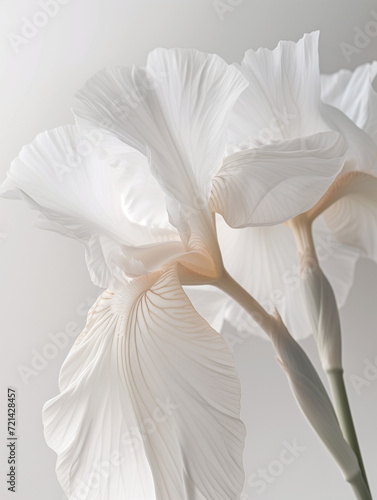 Close-up of a delicate white iris flower - Generative AI