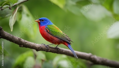 Painted Bunting on a Branch, a painted bunting perched on a tree branch, its multicolored feathers