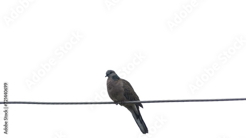 Dove perched on an electrical wire isolated on white background.