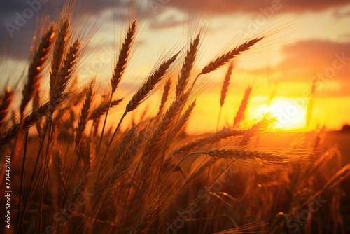 Sunset field of wheat