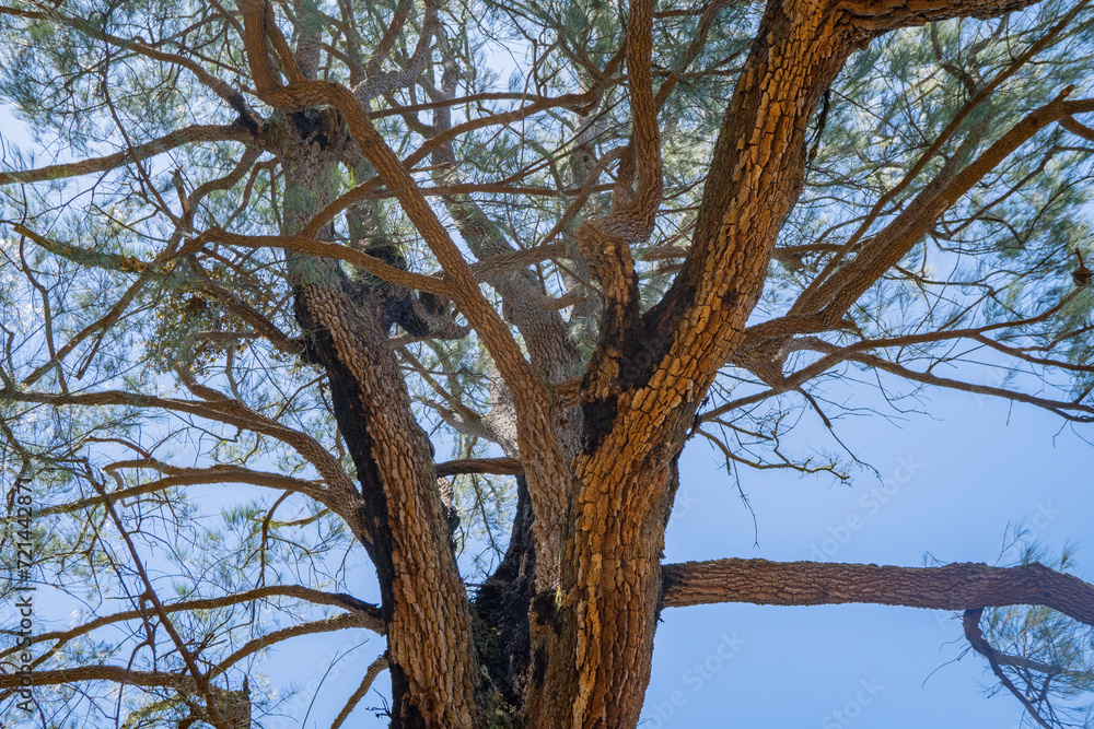 Tree branch and green leaves with blue sky background. The photo is suitable to use for nature background and content media. Tree branch and green leaves with blue sky background. The photo is suitable to use for nature background and content media.