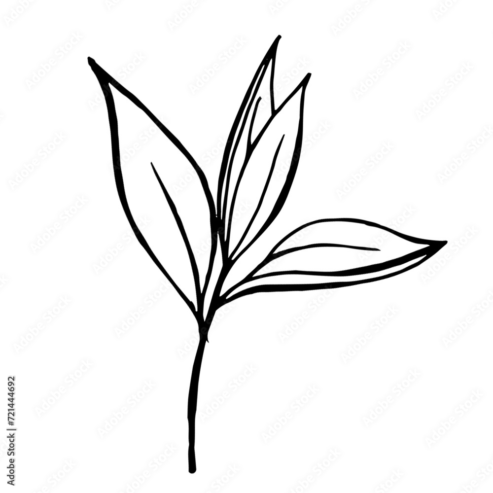 decorative botanical 13 decorative botanical 13