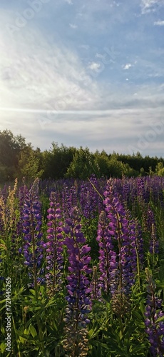 Summer mood, wonderful flowers