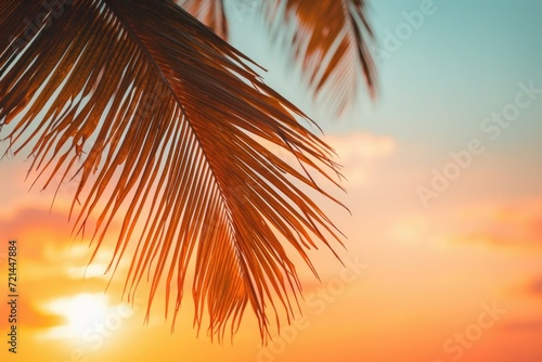 Sunset Palm Tree © Guizal