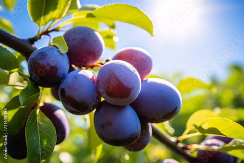 Plum fruits growing on tree with blue sky with sun in background