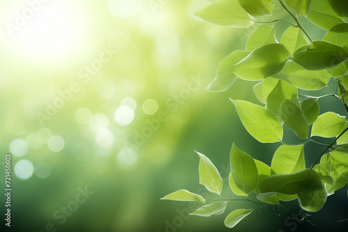 "Vibrant Green Leaves with Soft Bokeh Background, Fresh Nature Scene in Sunlight - Tranquil Environment and Natural Beauty for Relaxation and Peaceful Imagery