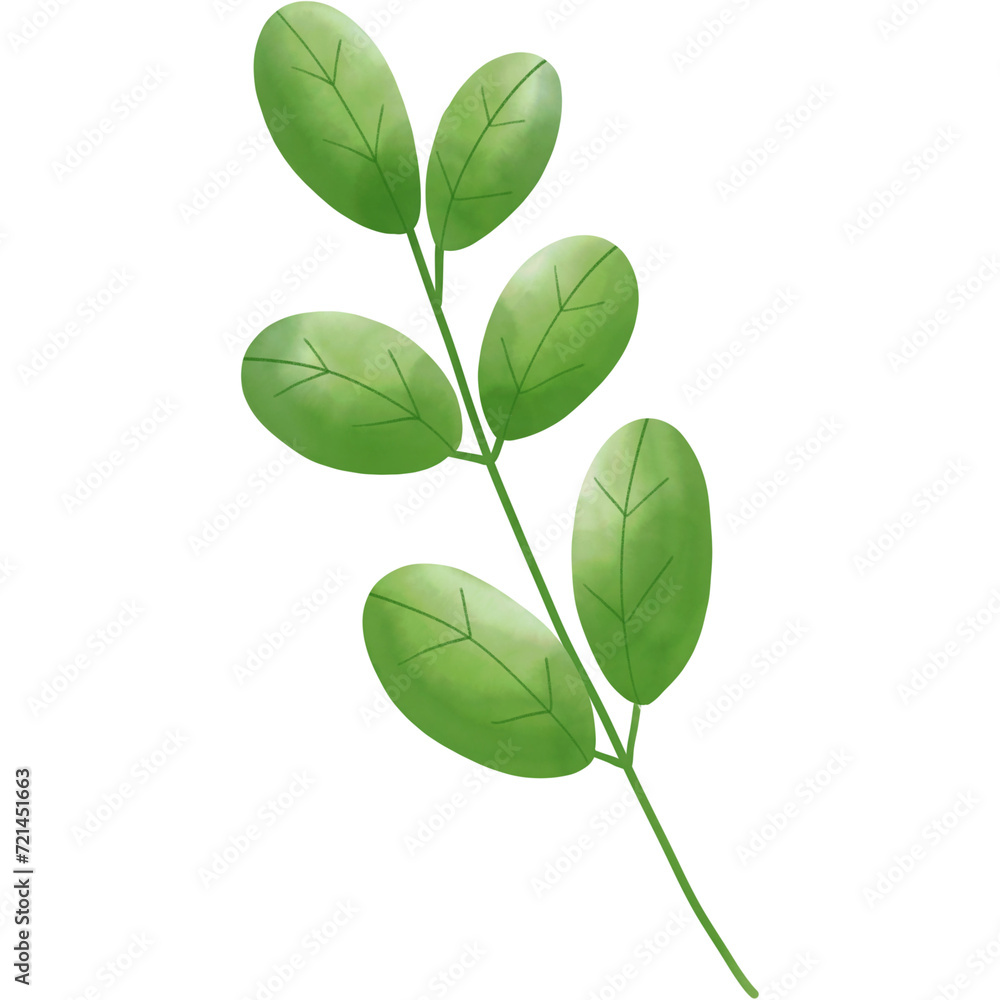 Obraz premium green leaf isolated on white background
