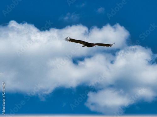 Wide shot of the skies with a bird flying with stretched wings