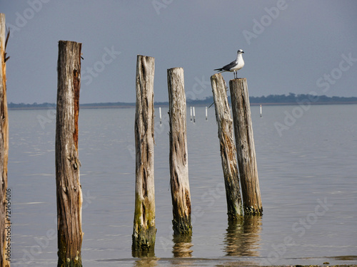 Wooden posts in the sea with a bird perched on top of one post © raksyBH