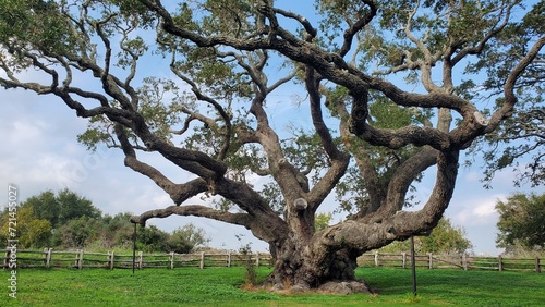 One of the big trees at the Goose Island State Park in Aransas County, Texas.
