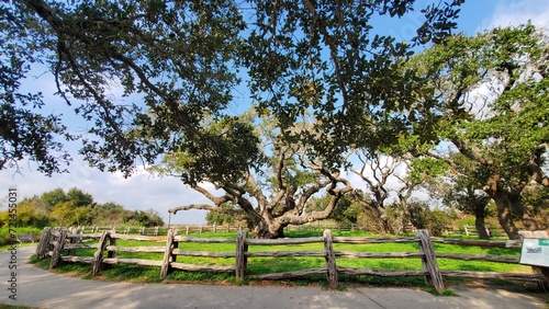 Big Trees fenced off at the Goose Island State Park in Aransas County, Texas.