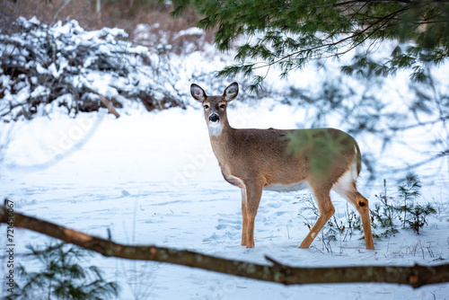 White-tailed deer, doe (odocoileus virginianus) standing in a Wisconsin field in January