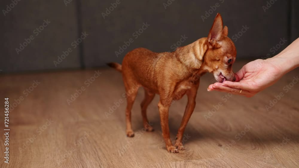 Mini toy terrier eats a treat from the palm of its owner. A woman feeds her pet dry food from her hands, indoors, close-up. The owner gives the pet a treat for good behavior. Mini toy terrier eats a treat from the palm of its owner. A woman feeds her pet dry food from her hands, indoors, close-up. The owner gives the pet a treat for good behavior.