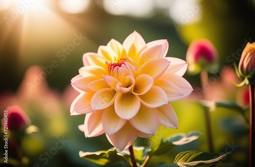 Vibrant pink yellow dahlia flowers on green field background. Bouquet of yellow daisy flower. Pink chrysanthemum on green leaves. Summer garden. Autumn green filed landscape. Flowers growing on meadow photo