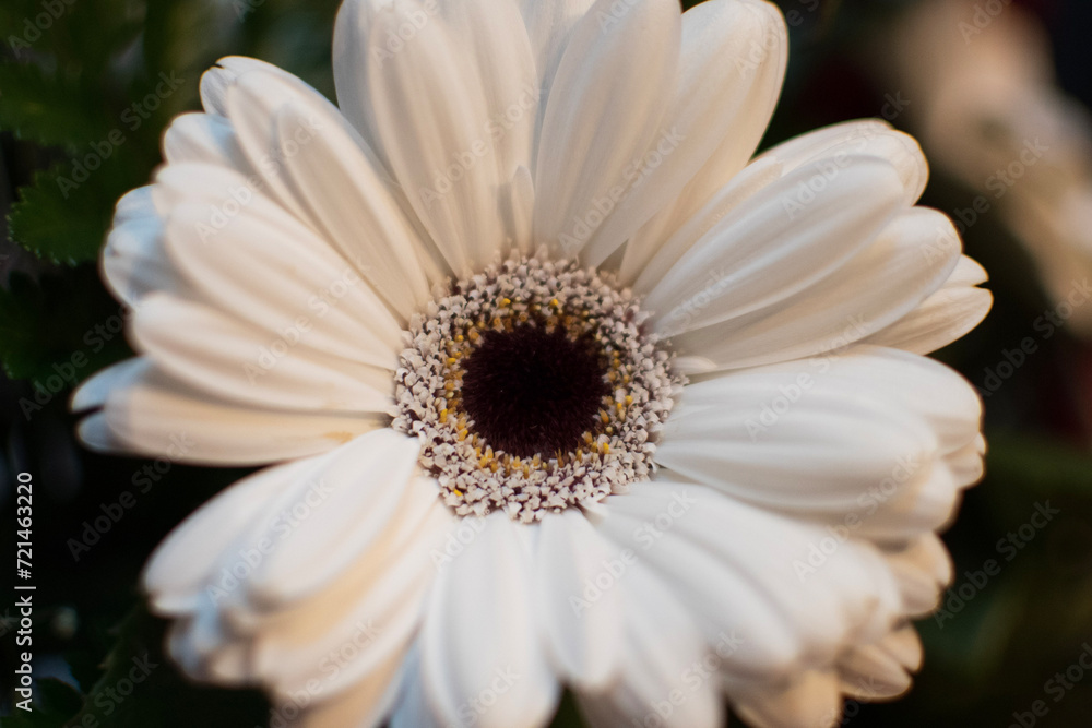 Picture of a white daisy. Picture of a white daisy.