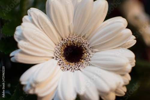 Picture of a white daisy.