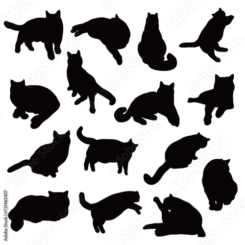 Set of domestic cat silhouettes. photo