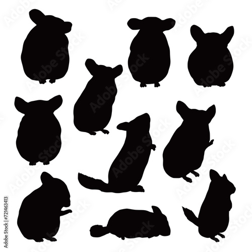 Set of domestic chinchilla pet silhouettes, sleeping, lying, resting, drinking photo