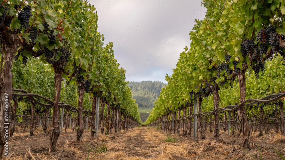 Napa valley vineyard Napa valley vineyard