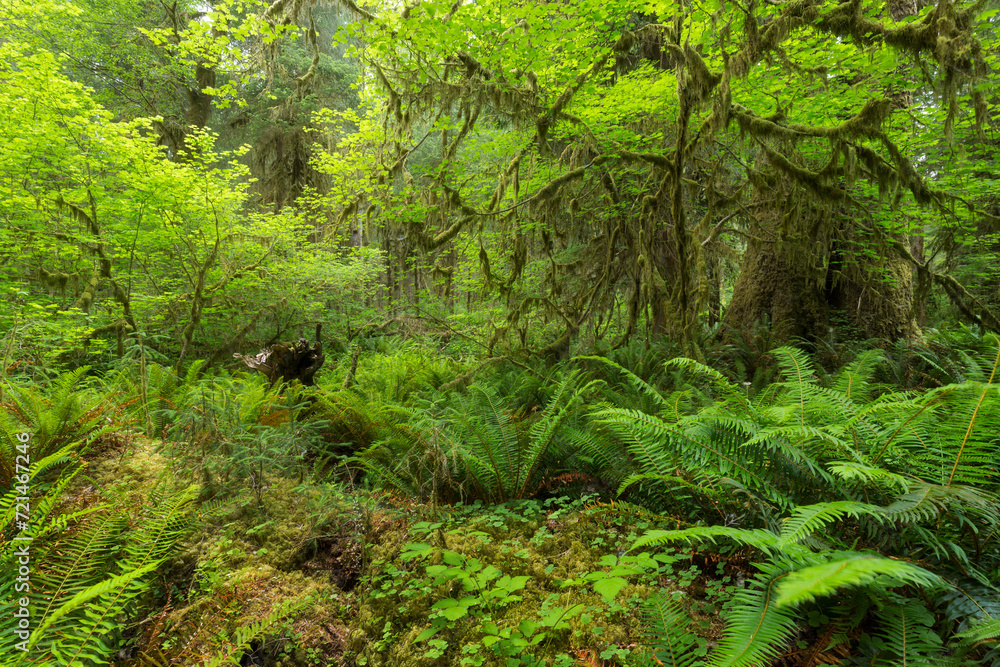 Sol Duc Rainforest, Olympic National Park, Washington, USA Sol Duc Rainforest, Olympic National Park, Washington, USA