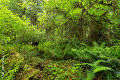 Sol Duc Rainforest, Olympic National Park, Washington, USA © Rainer Mirau