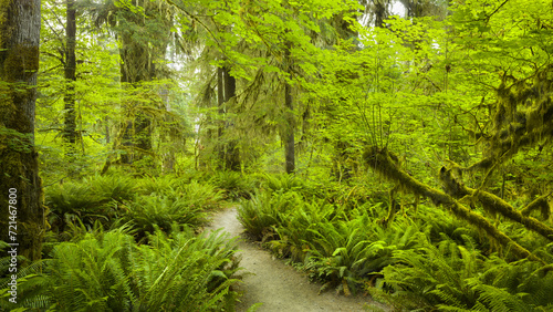 Hall of Mosses, Hoh Rainforest, Olympic National Park, Washington, USA