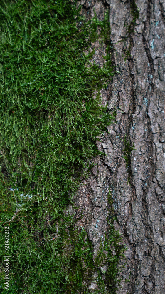 Baum Natur Wald Rinde Oberfläche Hintergrund Struktur Bildschirmschoner Untergrund Desktop Organisation Baum Natur Wald Rinde Oberfläche Hintergrund Struktur Bildschirmschoner Untergrund Desktop Organisation