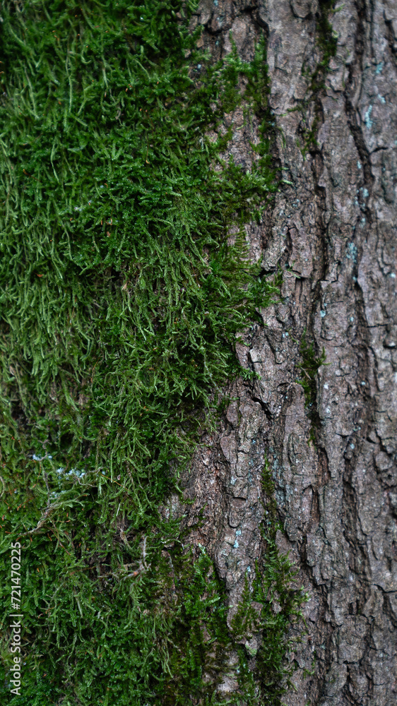 Baum Natur Wald Rinde Oberfläche Hintergrund Struktur Bildschirmschoner Untergrund Desktop Organisation  