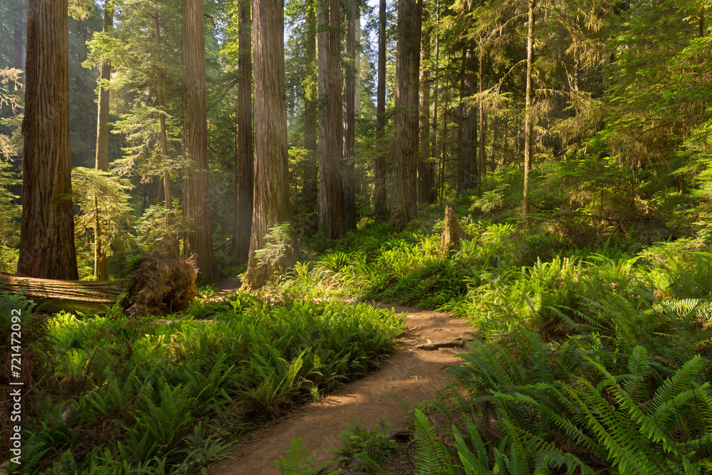 Jedediah Smith Redwood State Park, Kalifornien, USA