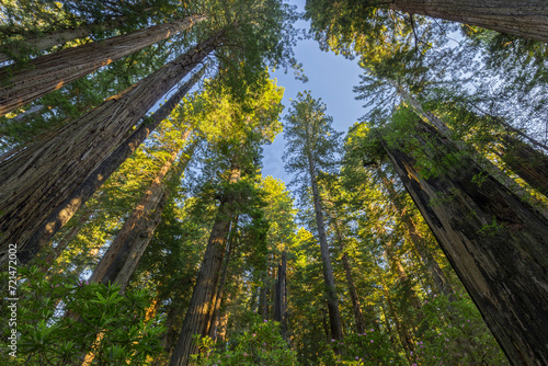 Foto Redwood Baumkronen, Jedediah Smith Redwood State Park, Kalifornien, USA