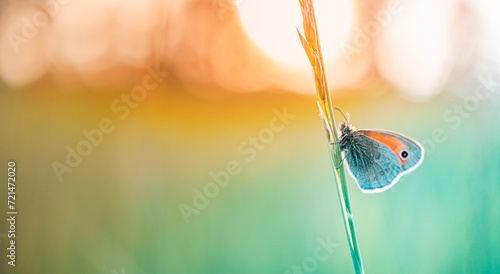 Beauty in nature. Tranquil closeup of butterfly, soft morning sunlight pastel colors. Peaceful bright blue green blur lush foliage. Sunset abstract macro spring nature amazing artistic natural flora photo