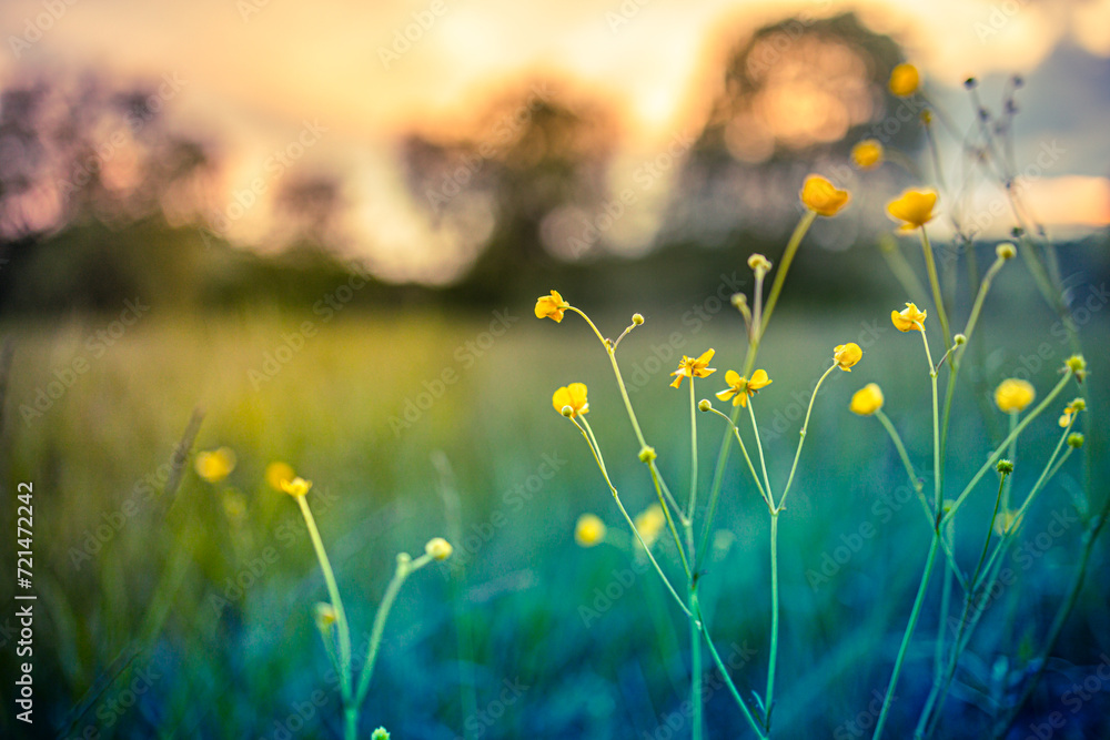 Beautiful meadow field with fresh grass yellow flowers. Peaceful spring summer nature blurry sunset sky clouds. Natural countryside perfect landscape. Springtime floral meadow bright foliage landscape
