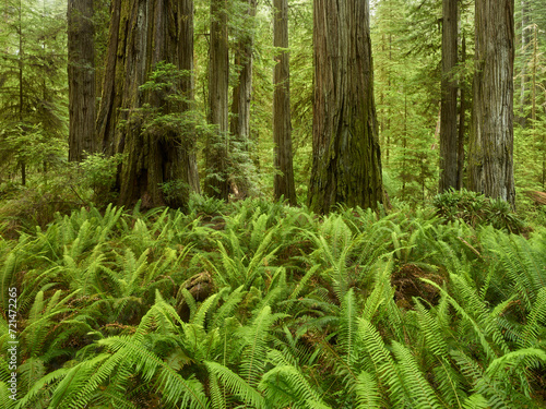Del Norte Coast Redwoods State Park  Kalifornien  USA