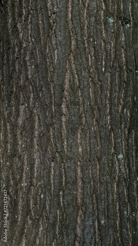 Baum Natur Wald Rinde Oberfläche Hintergrund Struktur Bildschirmschoner Untergrund Desktop Organisation Baum Natur Wald Rinde Oberfläche Hintergrund Struktur Bildschirmschoner Untergrund Desktop Organisation